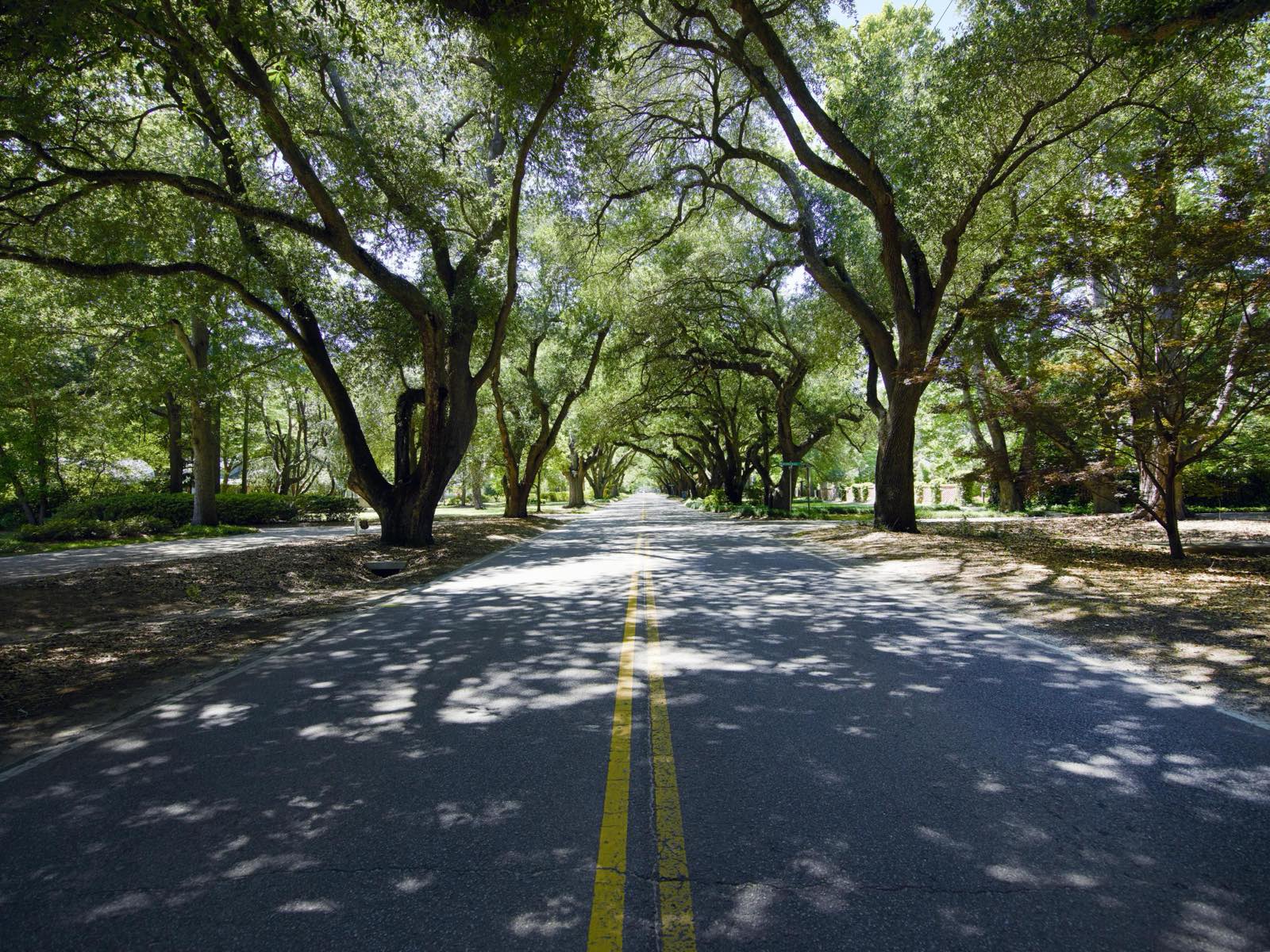 Massive live oaks arch over a quiet two-lane residential avenue in Aiken, South Carolina, casting dappled shade on the road.